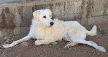BONNY, Hund, Mischlingshund in Italien - Bild 2