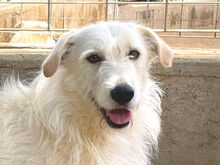 MILO, Hund, Mischlingshund in Italien - Bild 1