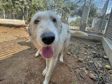MILO, Hund, Mischlingshund in Italien - Bild 11