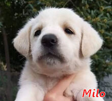 MILO, Hund, Mischlingshund in Italien - Bild 13