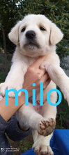 MILO, Hund, Mischlingshund in Italien - Bild 14