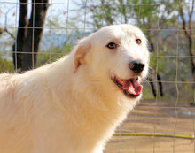 MILO, Hund, Mischlingshund in Italien - Bild 15