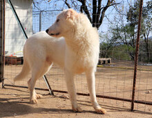 MILO, Hund, Mischlingshund in Italien - Bild 16