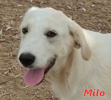 MILO, Hund, Mischlingshund in Italien - Bild 18
