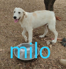 MILO, Hund, Mischlingshund in Italien - Bild 19