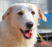 MILO, Hund, Mischlingshund in Italien - Bild 5