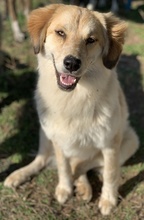 KIARA, Hund, Mischlingshund in Griechenland - Bild 4