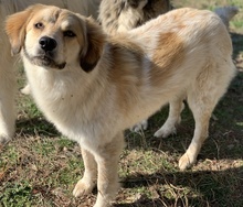 KIARA, Hund, Mischlingshund in Griechenland - Bild 7