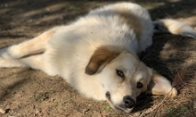 KIARA, Hund, Mischlingshund in Griechenland - Bild 9