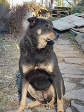 KARA, Hund, Mischlingshund in Rumänien - Bild 1