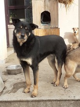 KARA, Hund, Mischlingshund in Rumänien - Bild 10