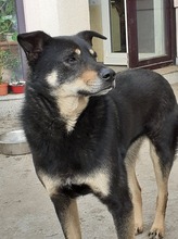 KARA, Hund, Mischlingshund in Rumänien - Bild 11