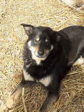 KARA, Hund, Mischlingshund in Rumänien - Bild 12