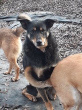KARA, Hund, Mischlingshund in Rumänien - Bild 16