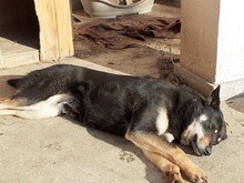 KARA, Hund, Mischlingshund in Rumänien - Bild 20