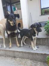 KARA, Hund, Mischlingshund in Rumänien - Bild 21