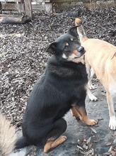 KARA, Hund, Mischlingshund in Rumänien - Bild 22