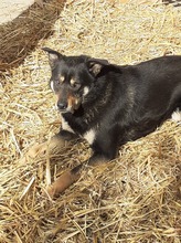 KARA, Hund, Mischlingshund in Rumänien - Bild 23