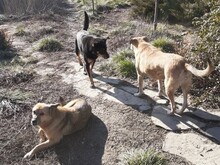 KARA, Hund, Mischlingshund in Rumänien - Bild 4