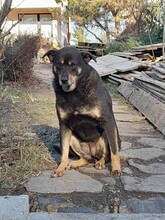 KARA, Hund, Mischlingshund in Rumänien - Bild 5