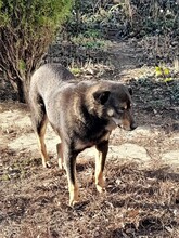 KARA, Hund, Mischlingshund in Rumänien - Bild 7