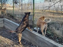 KARA, Hund, Mischlingshund in Rumänien - Bild 8