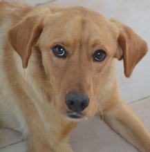 RED, Hund, Mischlingshund in Griechenland - Bild 1