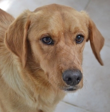 RED, Hund, Mischlingshund in Griechenland - Bild 3