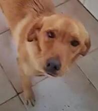 RED, Hund, Mischlingshund in Griechenland - Bild 4