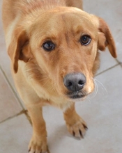RED, Hund, Mischlingshund in Griechenland - Bild 5