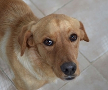 RED, Hund, Mischlingshund in Griechenland - Bild 7