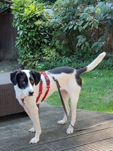 NAOMI, Hund, Mischlingshund in Rumänien - Bild 6