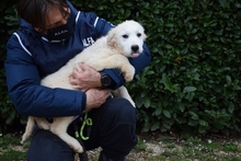 XELO, Hund, Maremmano-Mix in Italien - Bild 3