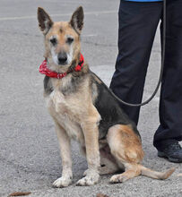 NALA, Hund, Deutscher Schäferhund in Spanien - Bild 2