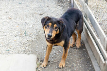ROLLO, Hund, Mischlingshund in Kroatien - Bild 1