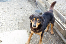 ROLLO, Hund, Mischlingshund in Kroatien - Bild 2