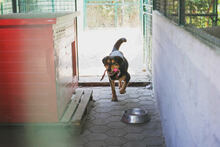 ROLLO, Hund, Mischlingshund in Kroatien - Bild 3