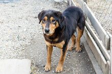 ROLLO, Hund, Mischlingshund in Kroatien - Bild 4