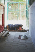 ROLLO, Hund, Mischlingshund in Kroatien - Bild 5
