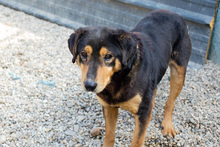 ROLLO, Hund, Mischlingshund in Kroatien - Bild 6