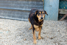 ROLLO, Hund, Mischlingshund in Kroatien - Bild 7