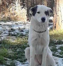FARINA, Hund, Mischlingshund in Griechenland - Bild 1