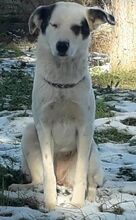 FARINA, Hund, Mischlingshund in Griechenland - Bild 2