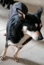 FLOR, Hund, Mischlingshund in Portugal - Bild 3