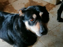 FLOR, Hund, Mischlingshund in Portugal - Bild 4