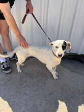 SHEILA, Hund, Mischlingshund in Portugal - Bild 3