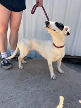 SHEILA, Hund, Mischlingshund in Portugal - Bild 5