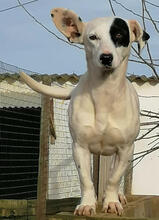 SHEILA, Hund, Mischlingshund in Portugal - Bild 6