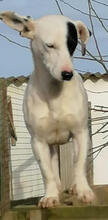 SHEILA, Hund, Mischlingshund in Portugal - Bild 8