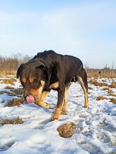 YIN, Hund, Mischlingshund in Polen - Bild 1